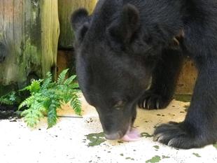 集まれ！！どんぐりひろい隊（ボランティア）