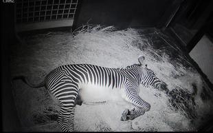 それぞれのこだわり　～グレビーシマウマ編～