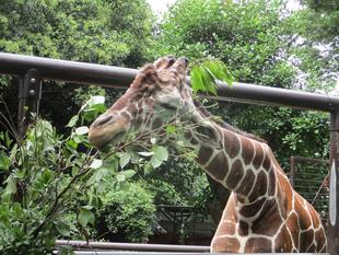 キリンのレントゲンチャレンジ！