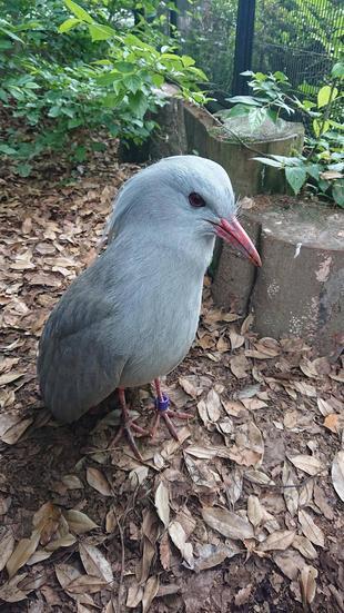 大きな大きな木の行方