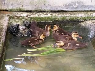 ヒナの成長とその後