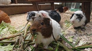 モルモットお名前紹介シリーズ④