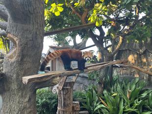 9月17日は国際レッサーパンダデーでした！