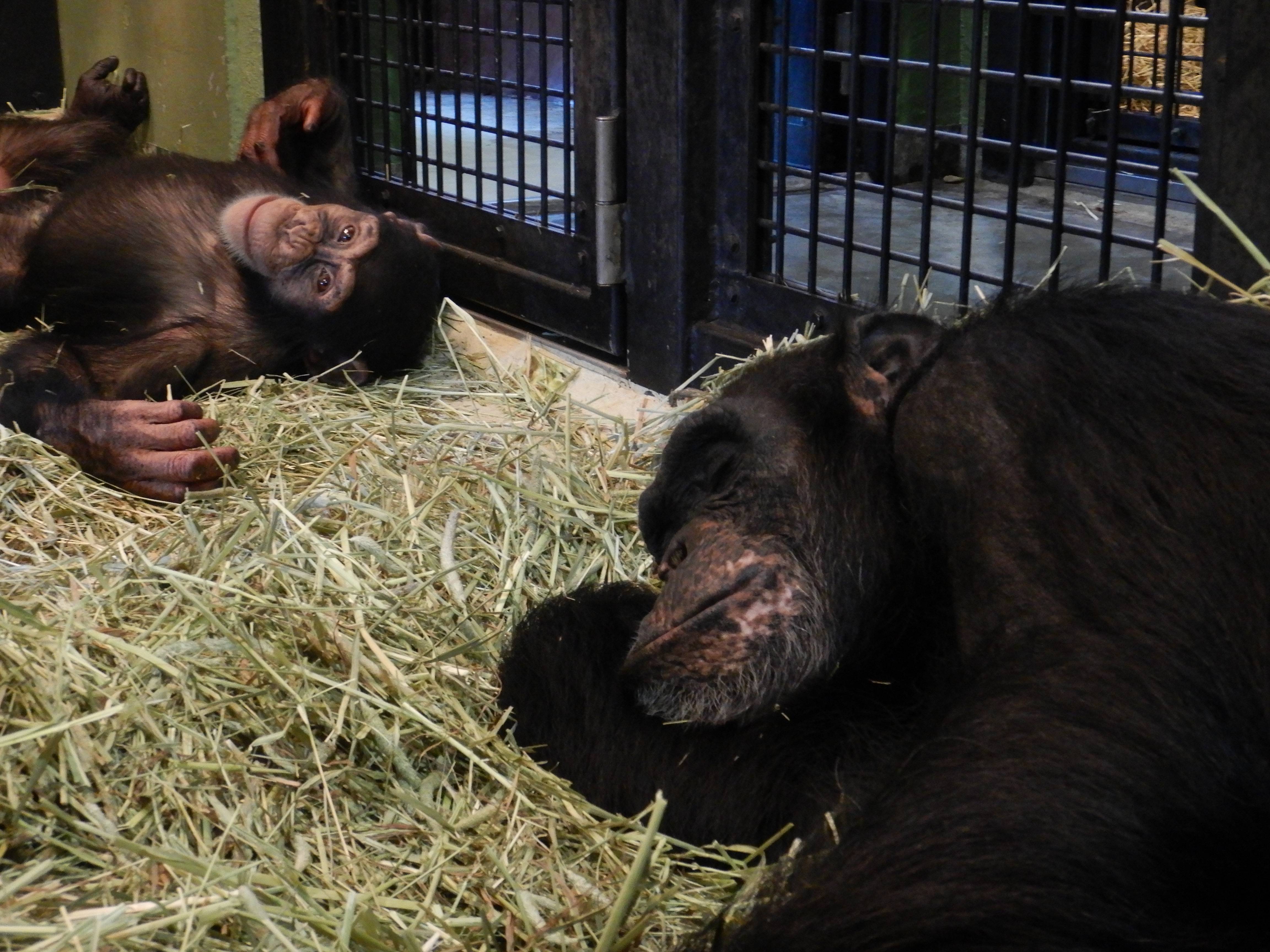 動物園のチンパンジーにも文化?の写真