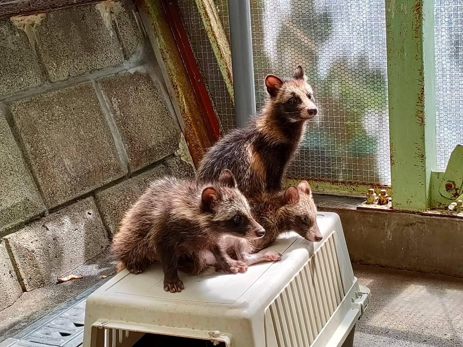 大ケガした子ダヌキのお話 後編の写真