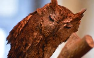 コノハさん近況報告