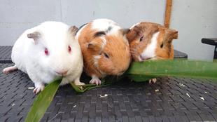 モルモットお名前紹介シリーズ⑤