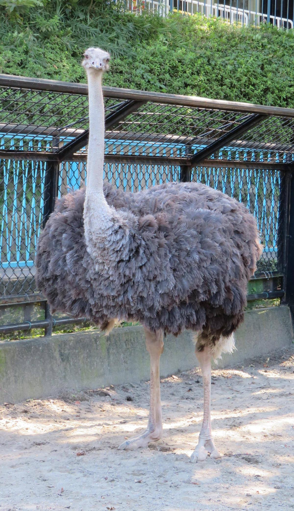 ダチョウ誕生日 ～補足編～|動物トピックス｜ブログ|野毛山動物園公式