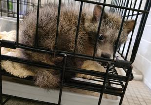 大ケガした子ダヌキのお話　前編