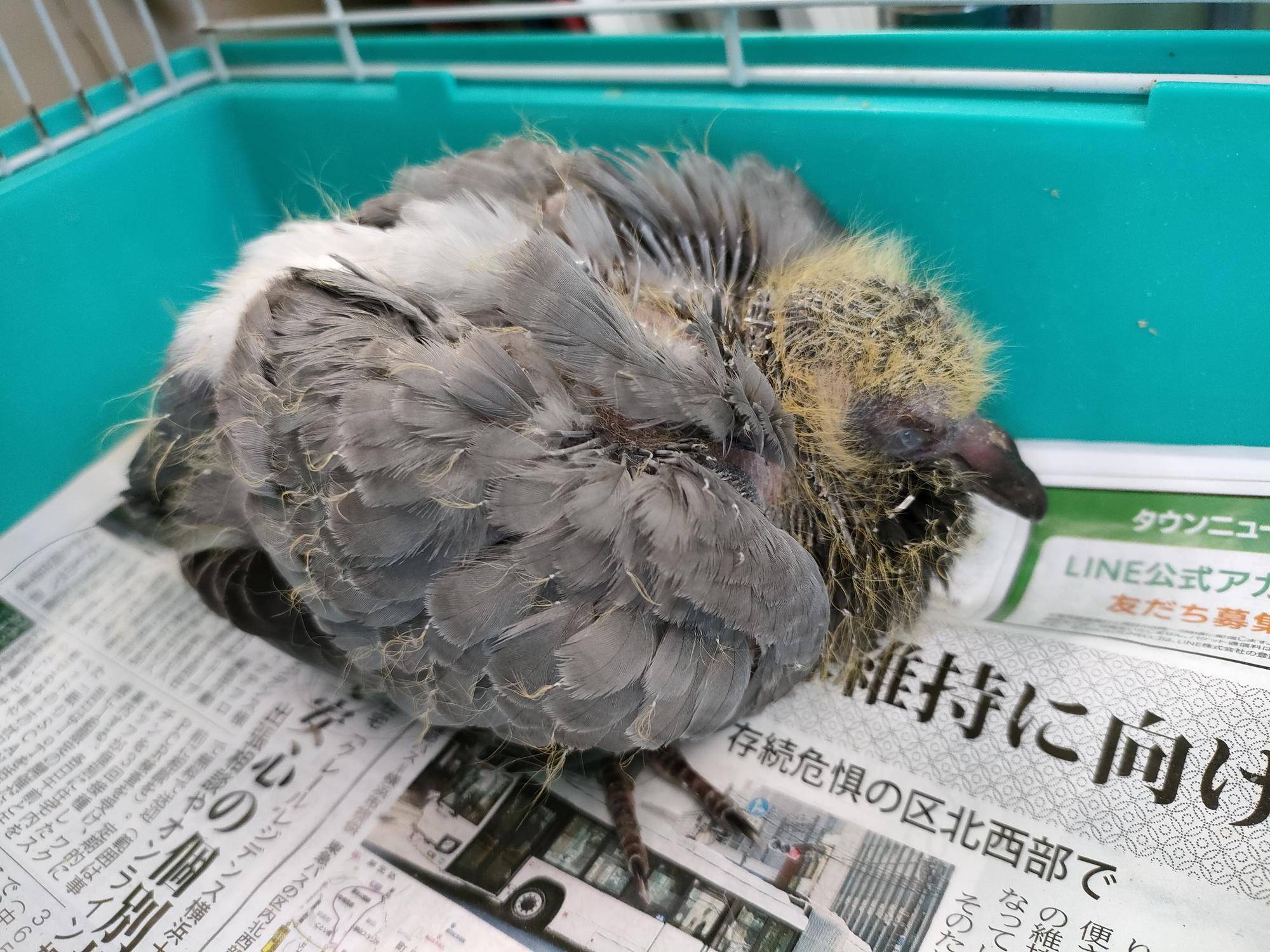 あなたはだぁれ??~とある鳥のお話~の写真