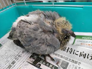 あなたはだぁれ？？～とある鳥のお話～