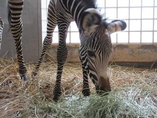 【しましま便り】赤ちゃんの変化