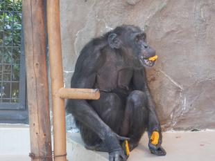 チンパンジー達のハロウィン