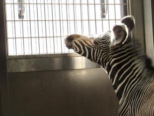 【しましま便り】展示場に出る練習を始めました。