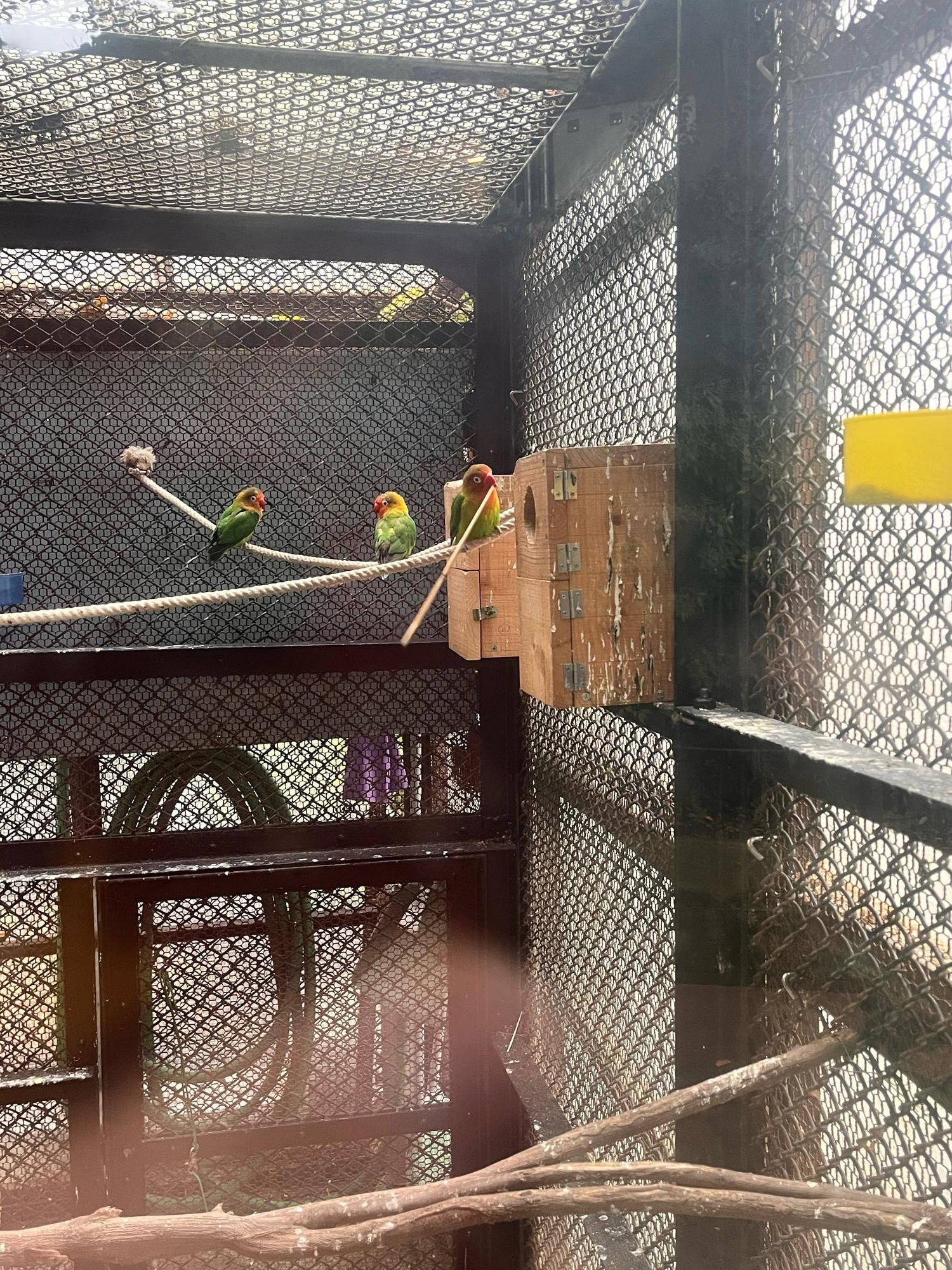インコ冬モードの写真