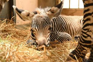 グレビーシマウマの赤ちゃん誕生!