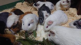 モルモットお名前紹介シリーズ⑥