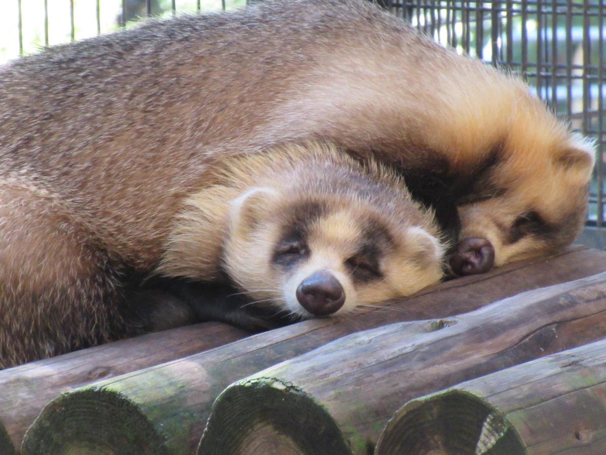 動物 IMG_2216-thumb-1200xauto-