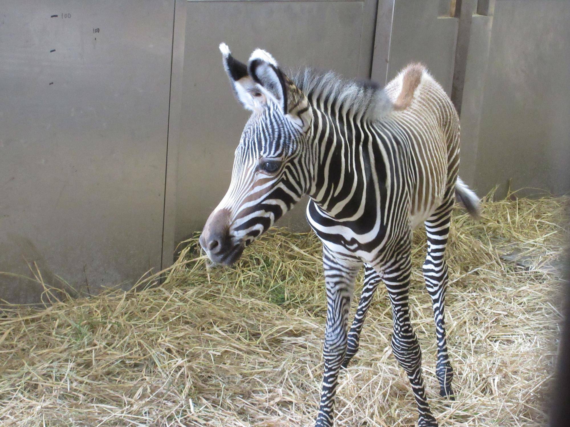 【しましま便り】赤ちゃんの初めての1週間の写真