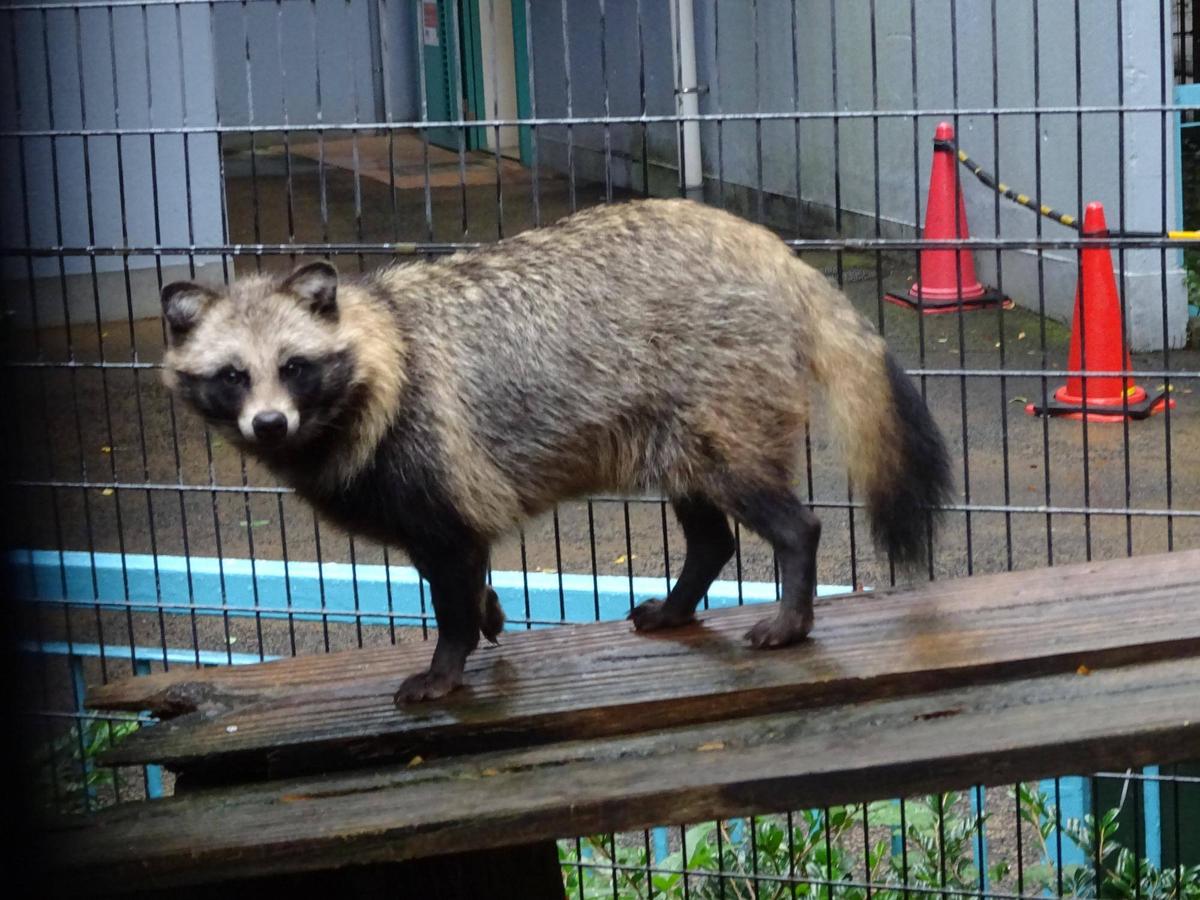 そんなところで|動物トピックス｜ブログ|野毛山動物園公式サイト｜公益