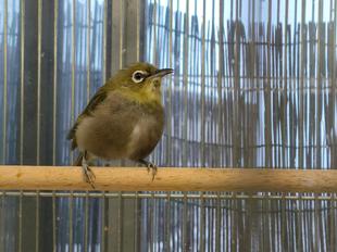 メジロの成長日記～前編～