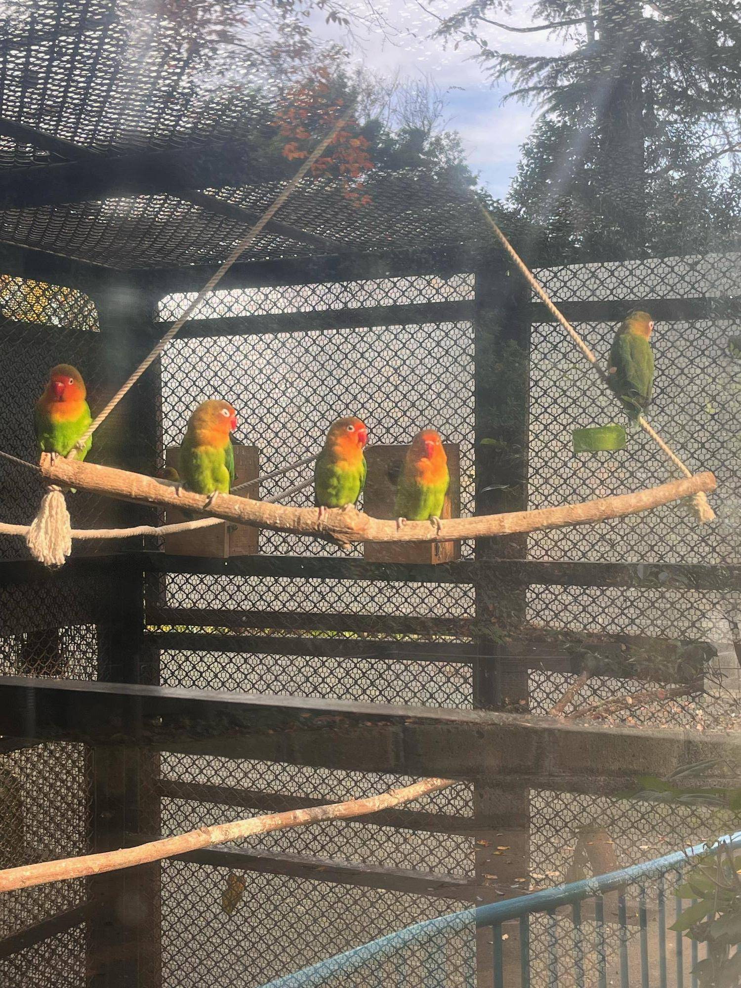 インコの帰還の写真