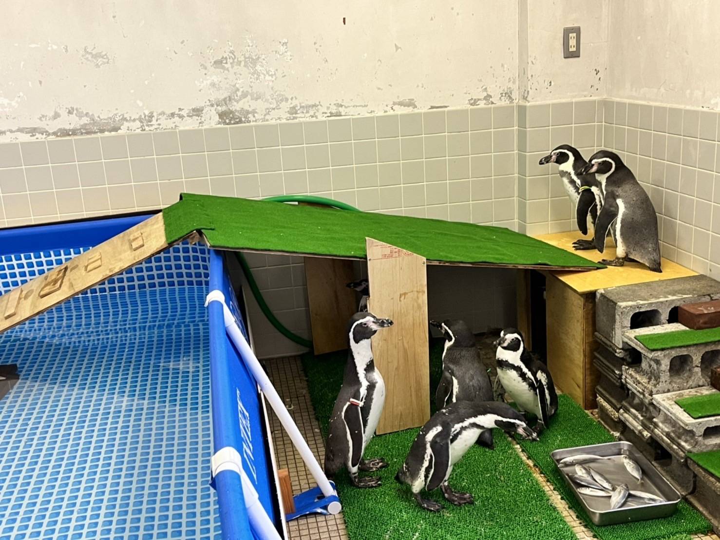 ペンギン舎大工事!そして大移動の写真