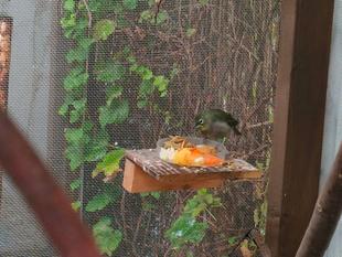 メジロの成長日記～後編～