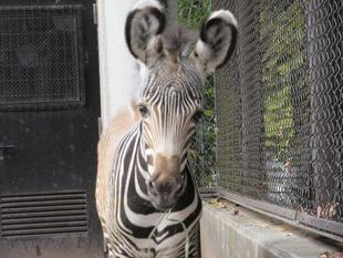 【しましま便り】キリンに出会った赤ちゃん