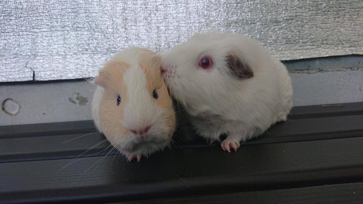 4bbdd5e596a4e4548ba97e84d96367