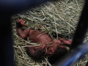 赤ちゃん誕生1日目の様子