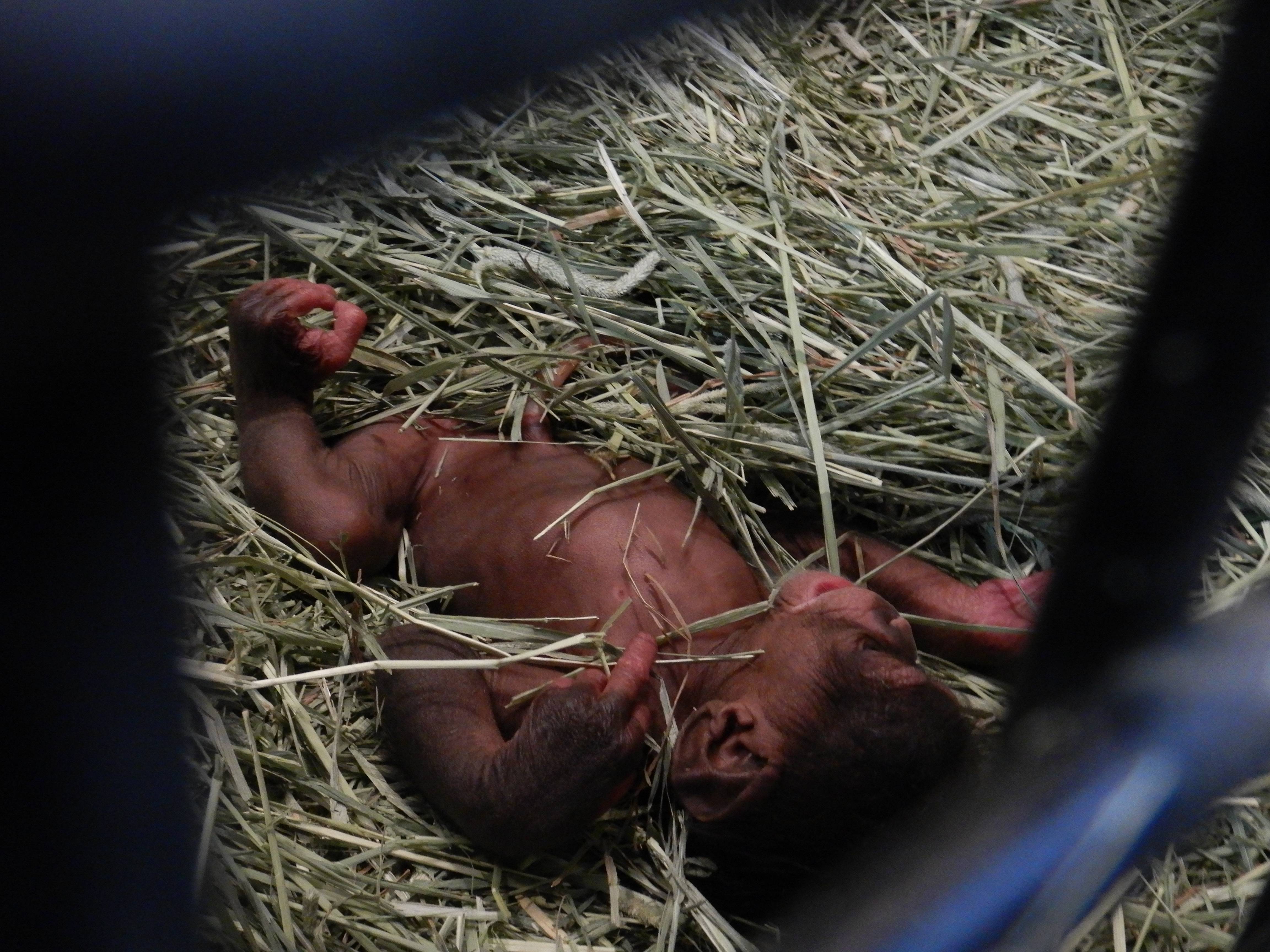 赤ちゃん誕生1日目の様子の写真