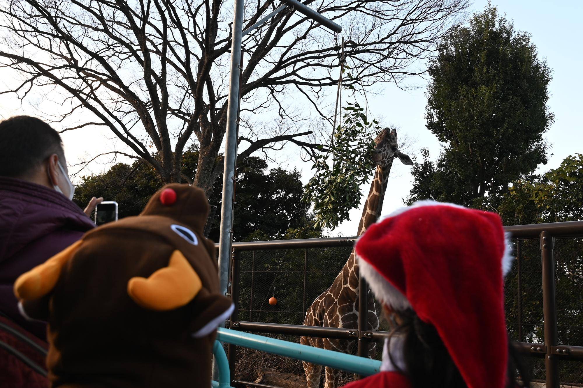 【しましま&あみあみ便り】クリスマスプレゼントが届きましたの写真