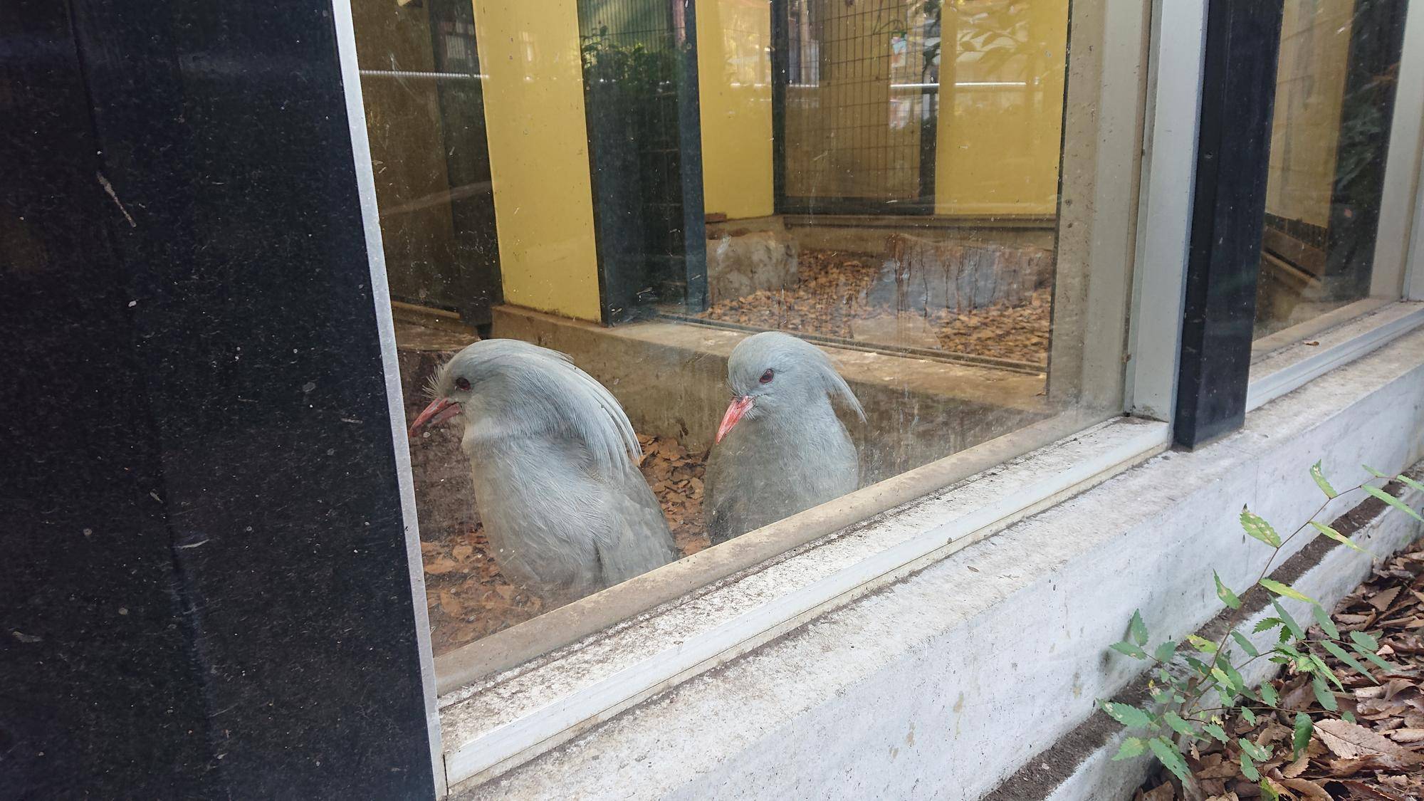 カグーは見た!?の写真