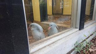 カグーは見た！？