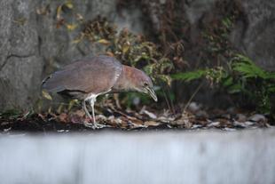 ミゾゴイ舎のビフォーアフター