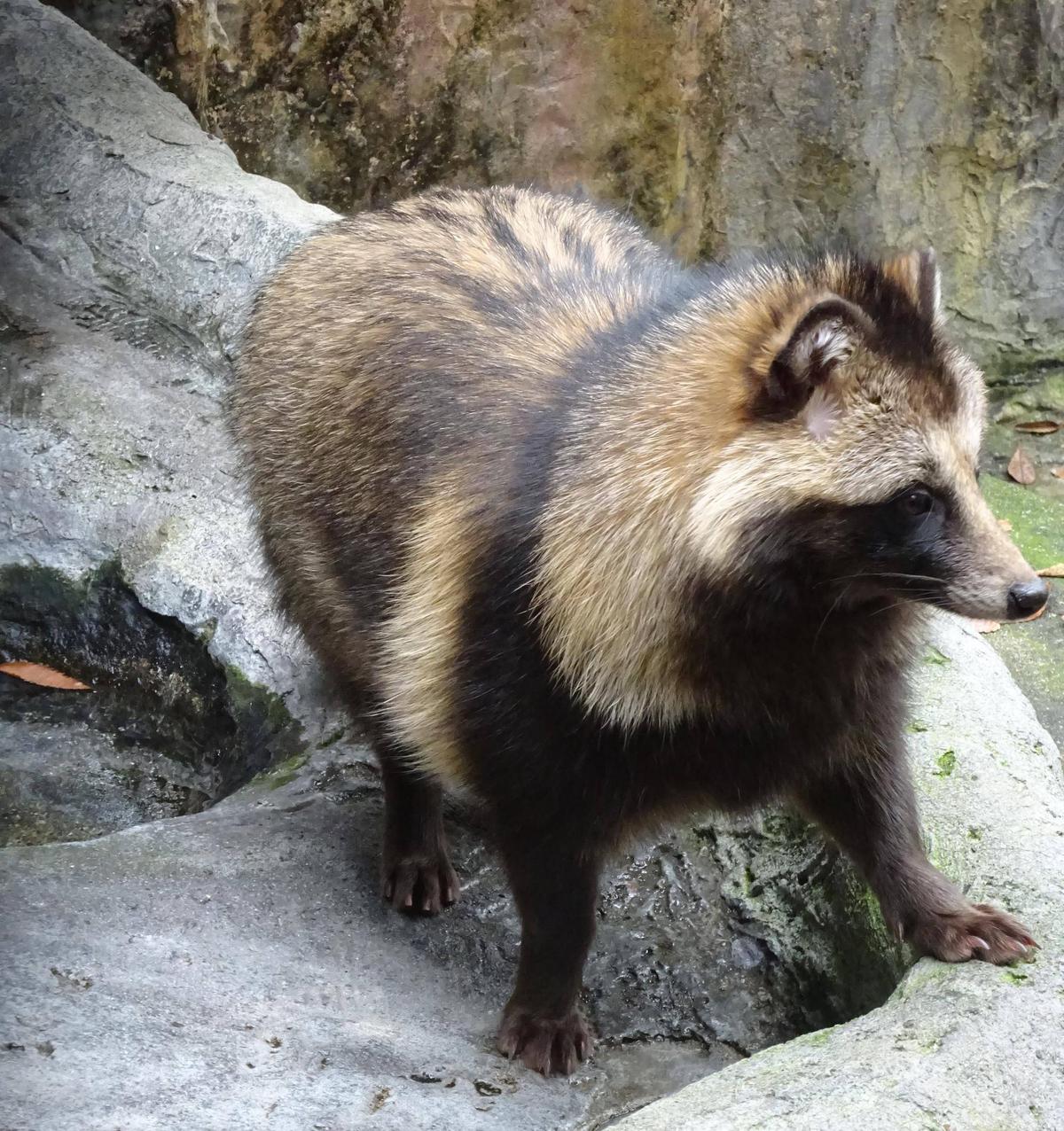 タヌキ♪新時代♪|動物トピックス｜ブログ|野毛山動物園公式サイト
