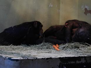 妹が気になるコウタロウ