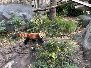 イチゴの赤い実探し!