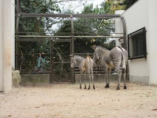 【しましま便り】赤ちゃん、展示練習がんばっています
