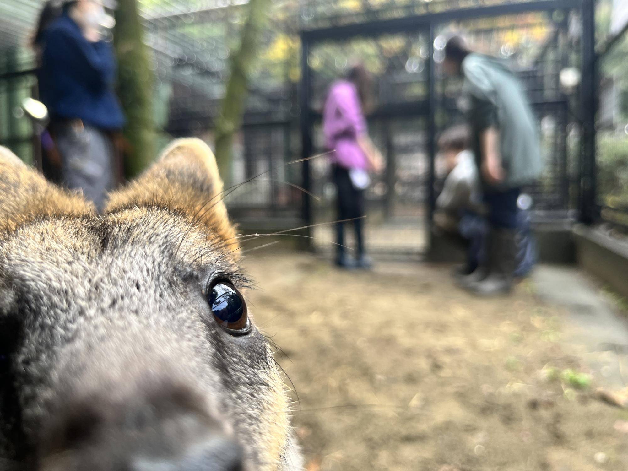 大人の動物園のお仕事の写真