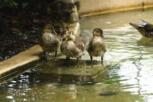  バードケージでもオシドリのひな　最終回