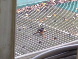 ジョウビタキ見ましたか？