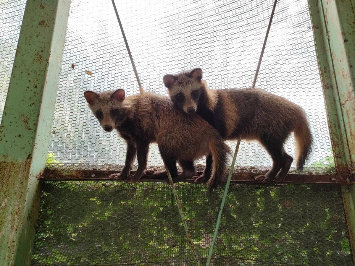 保護された様々なタヌキ|動物トピックス｜ブログ|野毛山動物園公式