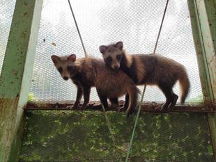 保護された様々なタヌキ