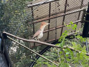 ミゾゴイがやってきた！