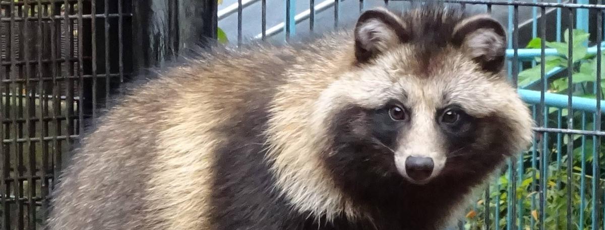 続・タヌキ♪新時代♪|動物トピックス｜ブログ|野毛山動物園公式サイト