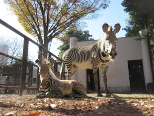 【しましま便り】赤ちゃんと...変化いろいろです。