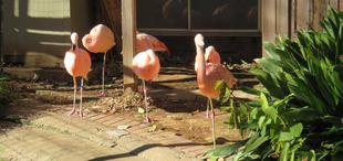 公式のフラミンゴ