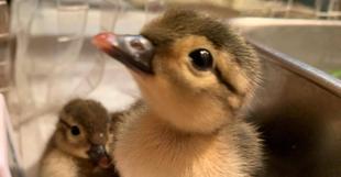 オシドリのひな　爆誕(最終回)